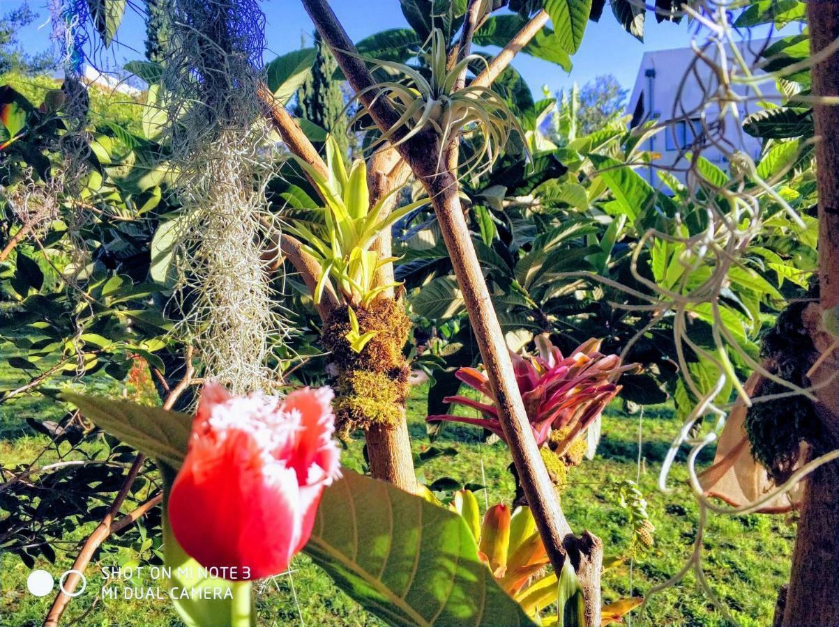 Rochas Shared Apart Garden Refuge Funchal  Esterno foto