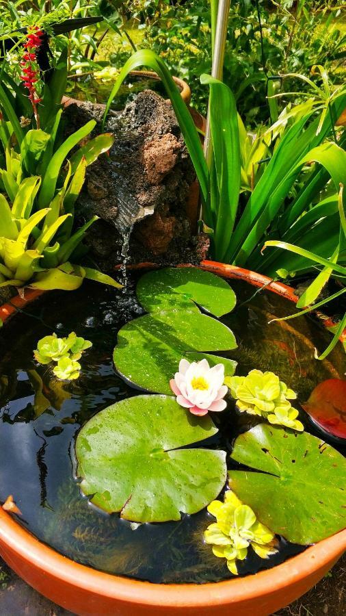 Rochas Shared Apart Garden Refuge Funchal  Esterno foto